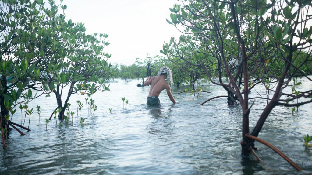 Wading through the mangroves on the trail toward Cobra Reef in Cemento, Baler